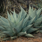 Agáva (Agave) ´HAVARDIANA´ - výška 30-40 cm, Ø 50-60 cm, kont. C50L (-20°C)